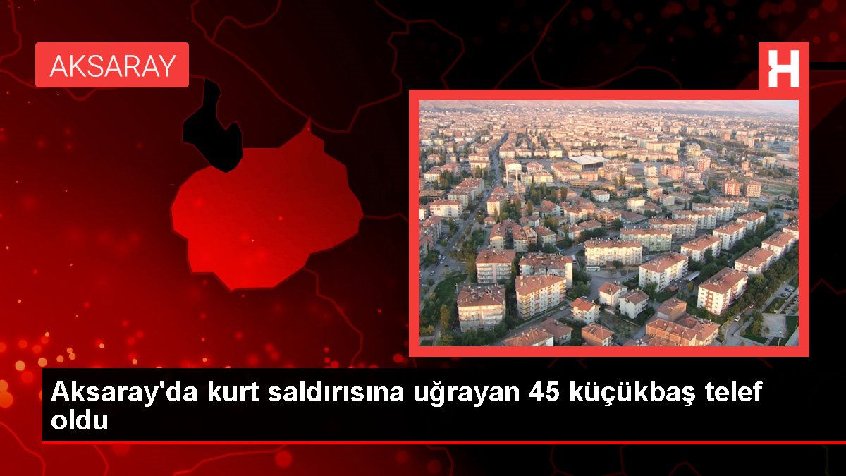Aksaray'da kurt saldırısına uğrayan 45 küçükbaş telef oldu