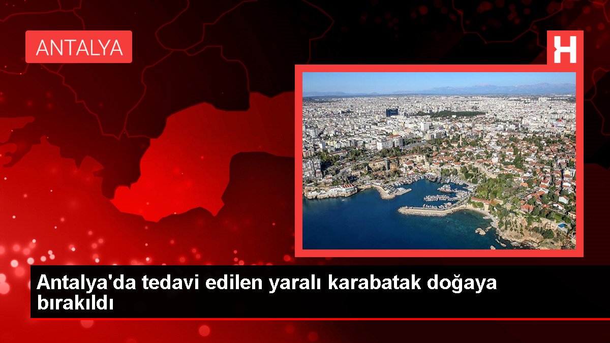 Antalya'da tedavi edilen yaralı karabatak tabiata bırakıldı