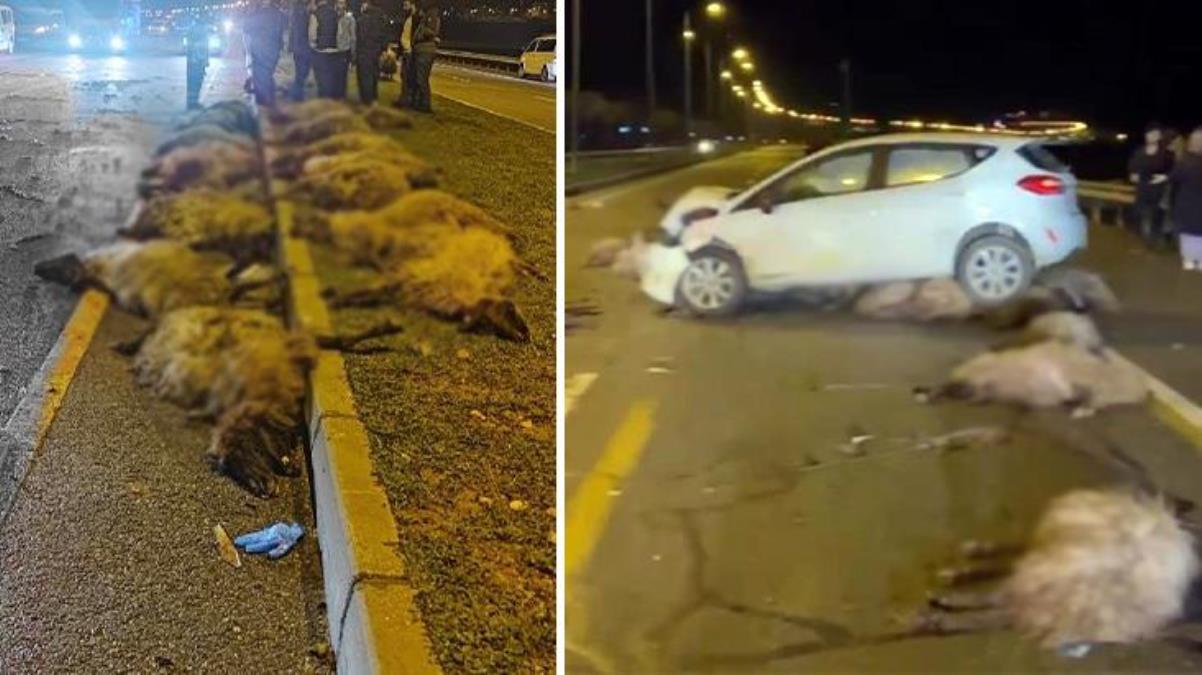 Araba sürüye çarptı, şoför yaralandı! 16 koyun telef oldu