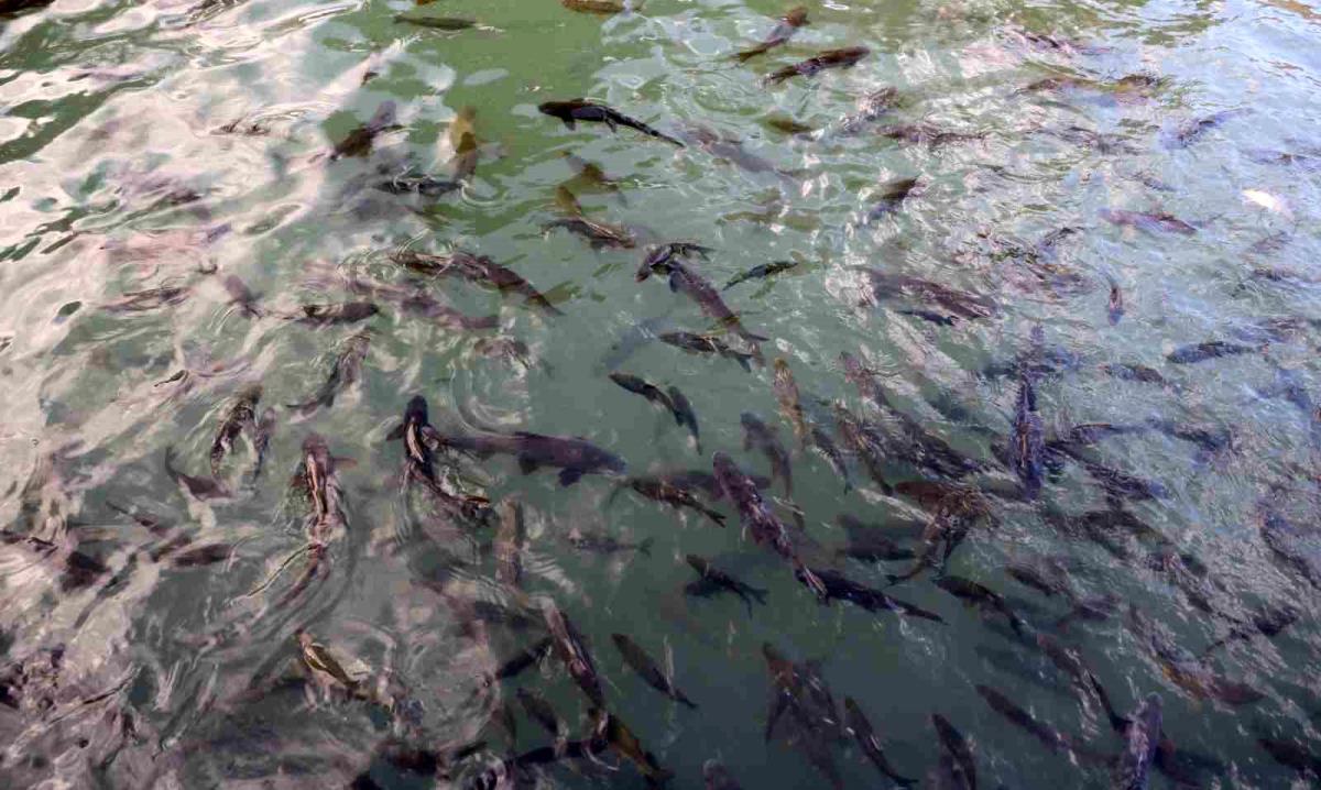 Balıklıgöl'ün balıkları ortaya çıktı