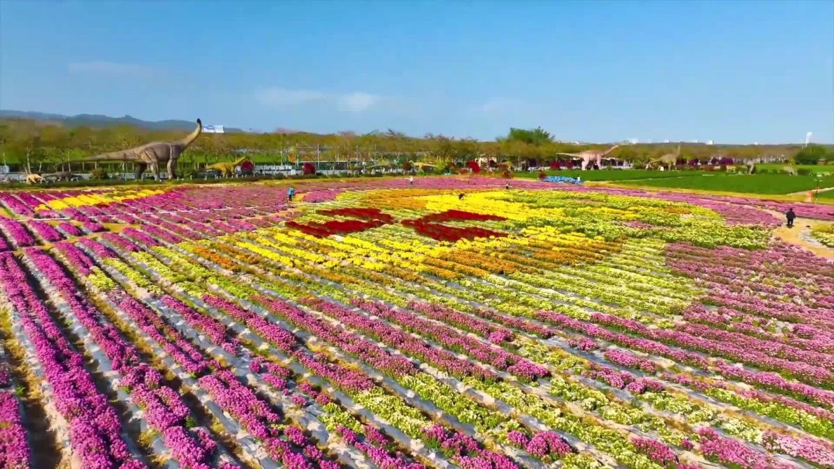 Çin'in Tropik Kenti Sanya'da Kasımpatılar Çiçek Açtı
