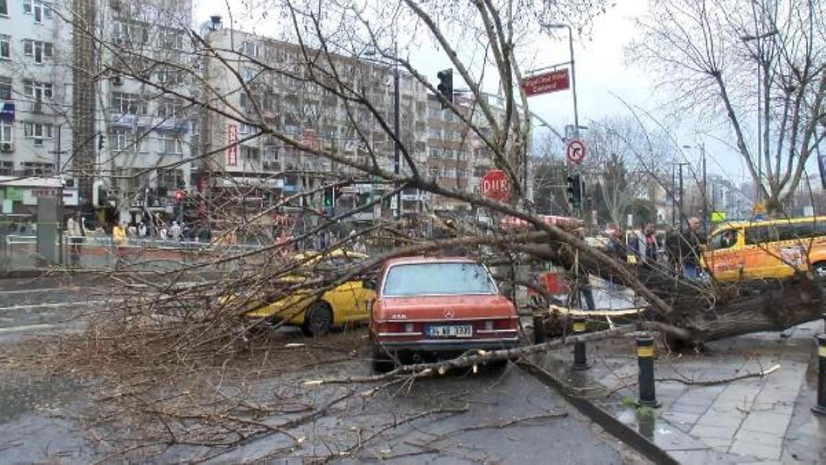 Fatih'te çürüyen ağaç iki arabanın üstüne devrildi