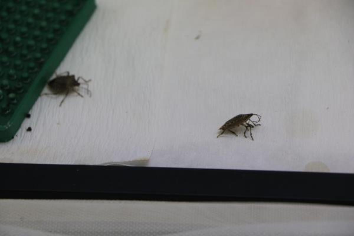 Fındıkta istilacı böceğe karşı 30 bin 'samuray arı' üretiliyor