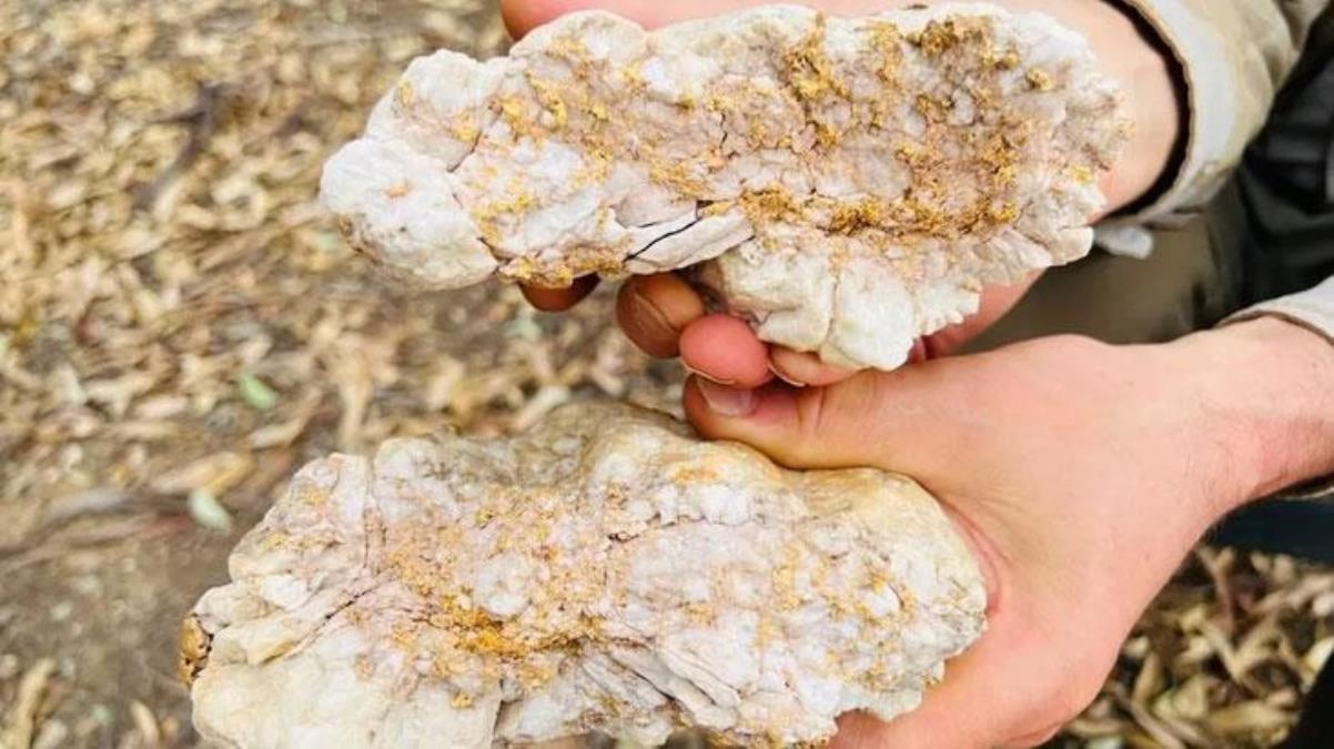 Hazine avcısı, içinde 2.6 kg altın bulunan kaya kesimi buldu