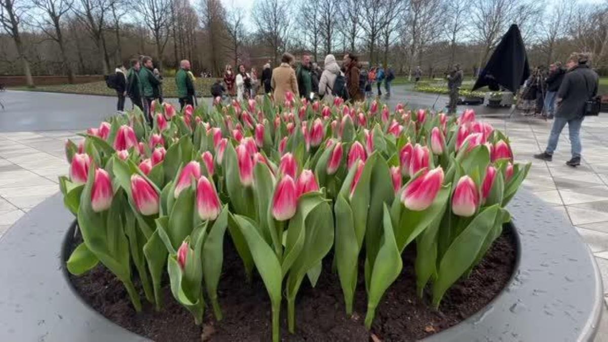 Hollanda'nın Lale ve Nergisiyle Ünlü Çiçek Bahçesi Kapılarını Ziyaretçilere Açtı