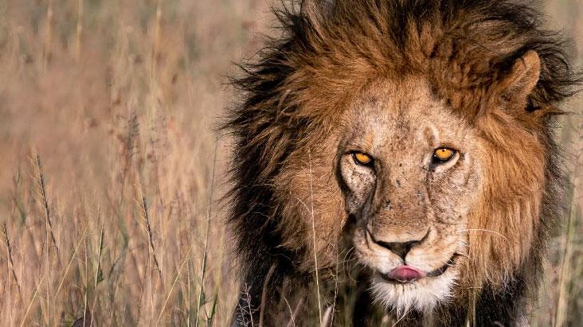 "Serengeti'nin Kralı" Bob Junior, genç rakipleri tarafından öldürüldü