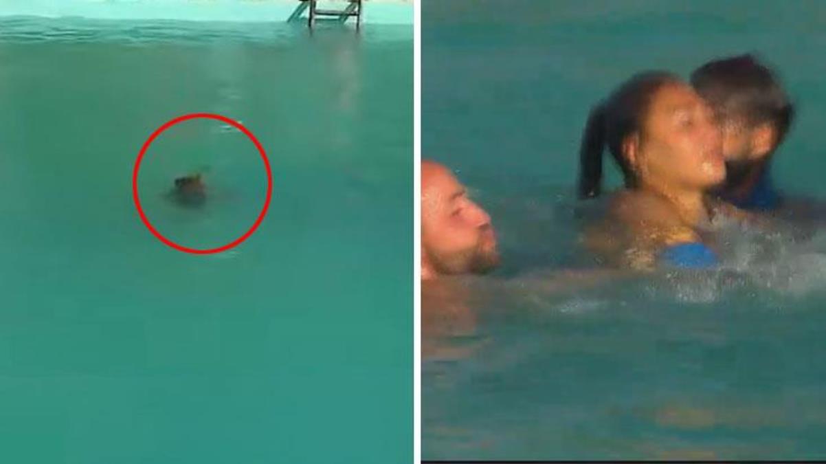 Survivor'da yürekler ağza geldi! Havuza düşen yarışmacı sudan çıkamadı