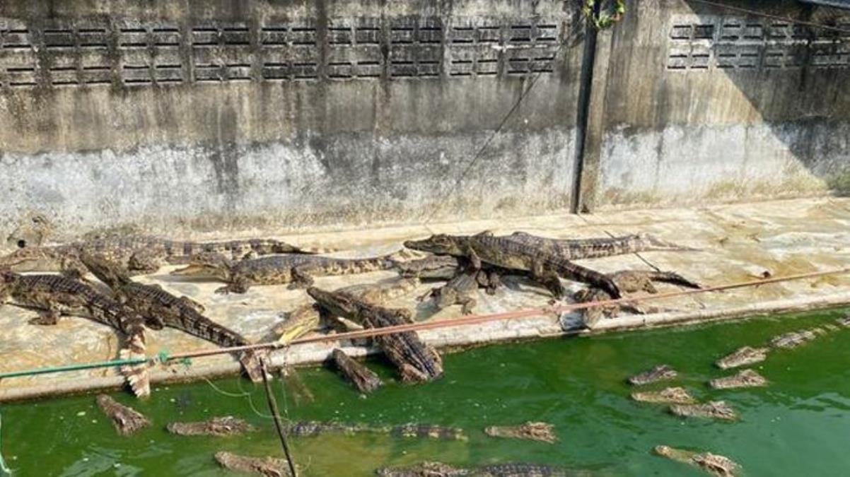 Tayland'da akılalmaz olay! Mevte terk edilen timsahlar birbirini yedi