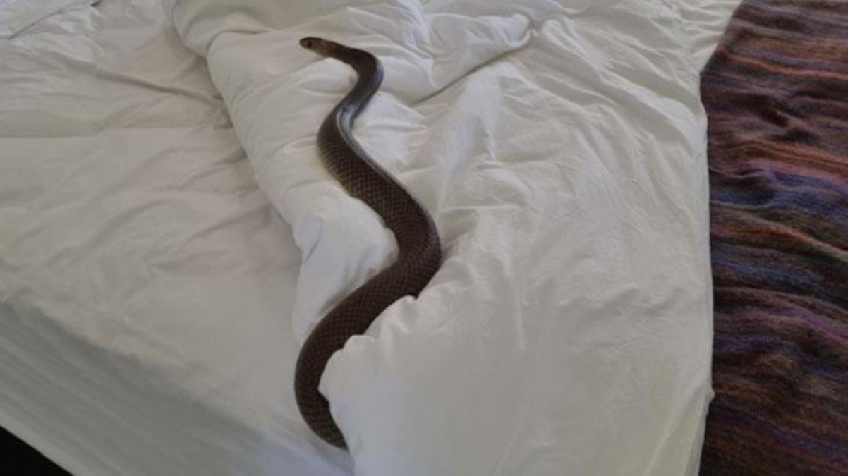 Uyumak için yatağına giden bayan, yılanla göz göze geldi