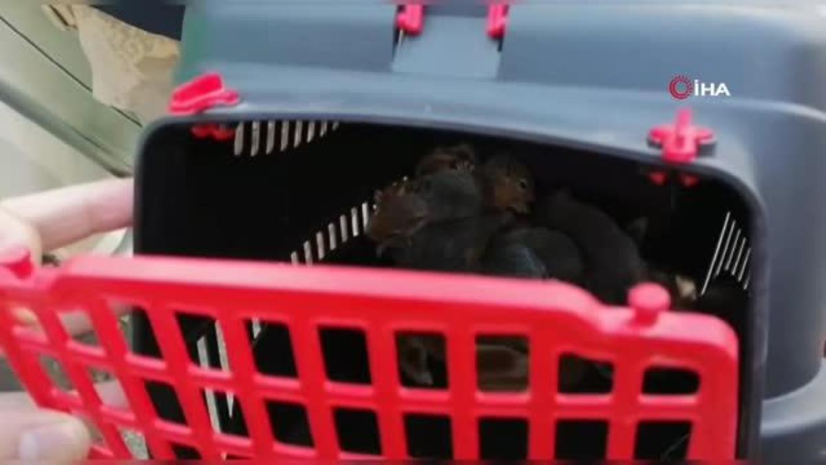 Yolcu otobüsünde 15 sincap yavrusu ele geçirildi