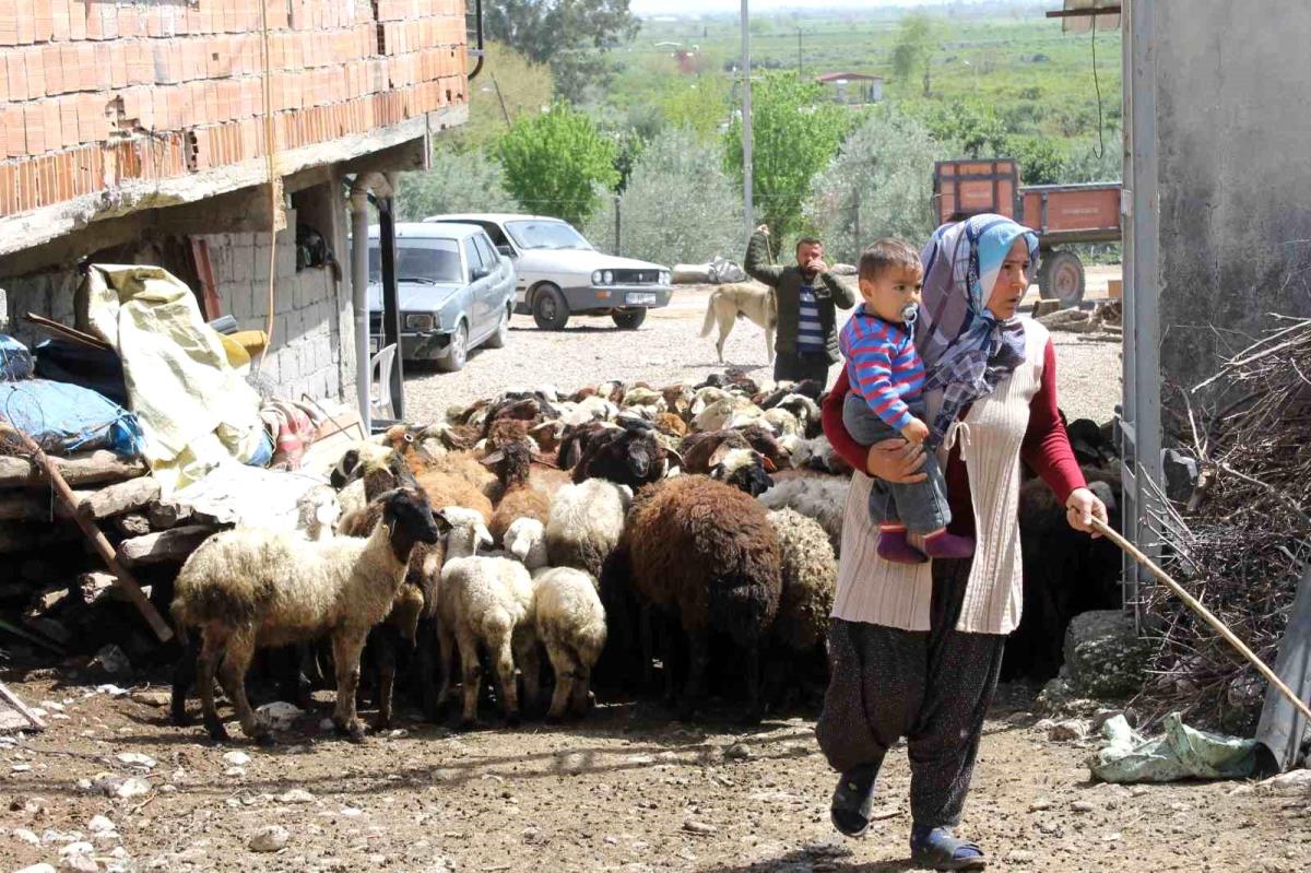 Dört çocuk annesi devletten aldığı takviyeyle 230 koyunluk sürünün sahibi oldu