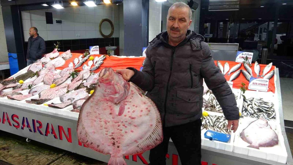 Karadeniz'de kalkan bolluğu: Kilosu 600 liradan satılıyor