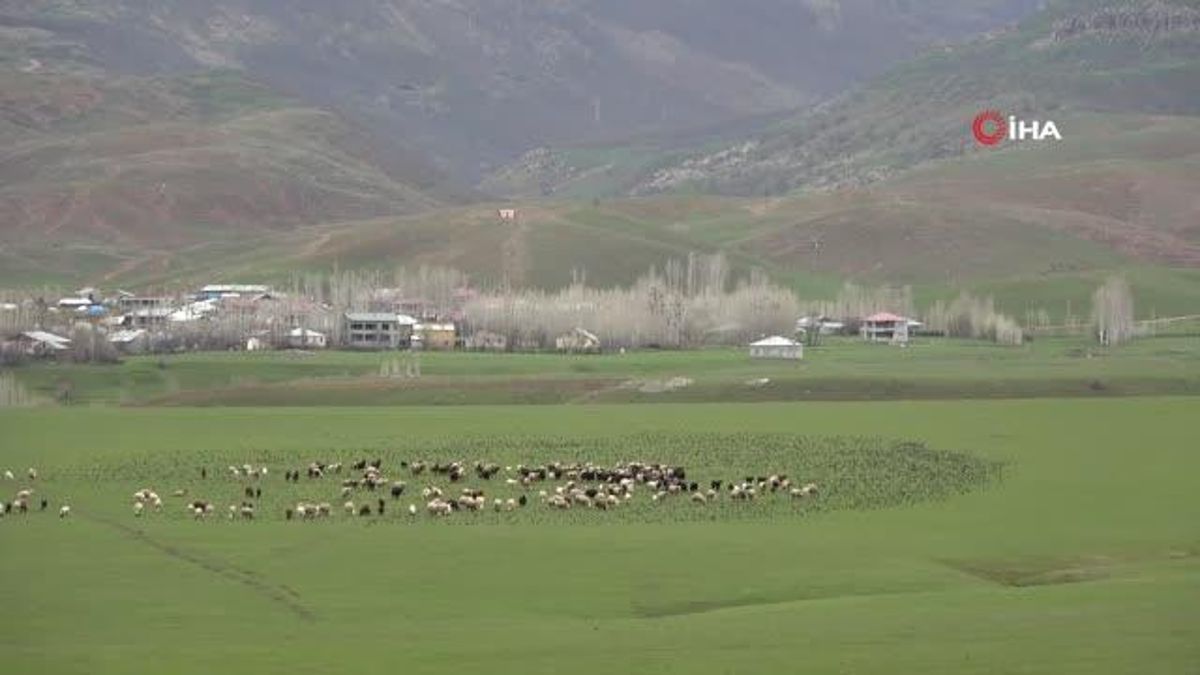 Sığırcık sürüsünün koyunlarla dansı