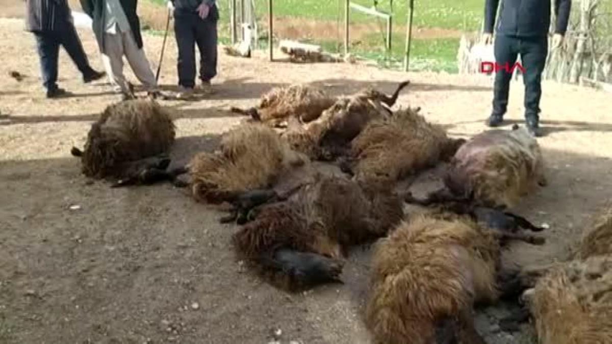 Siirt'te ahırın çökmesi sonucu 12 koyun öldü