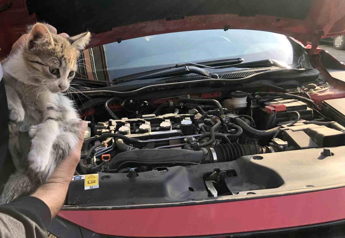 Arabanın motor kısmına giren yavru kedi kurtarıldı