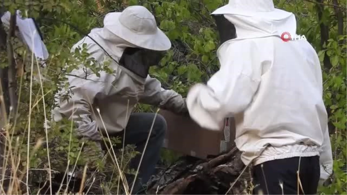 'Bal avcıları' su kenarından takip ettikleri arılarla doğal bala ulaşıyor