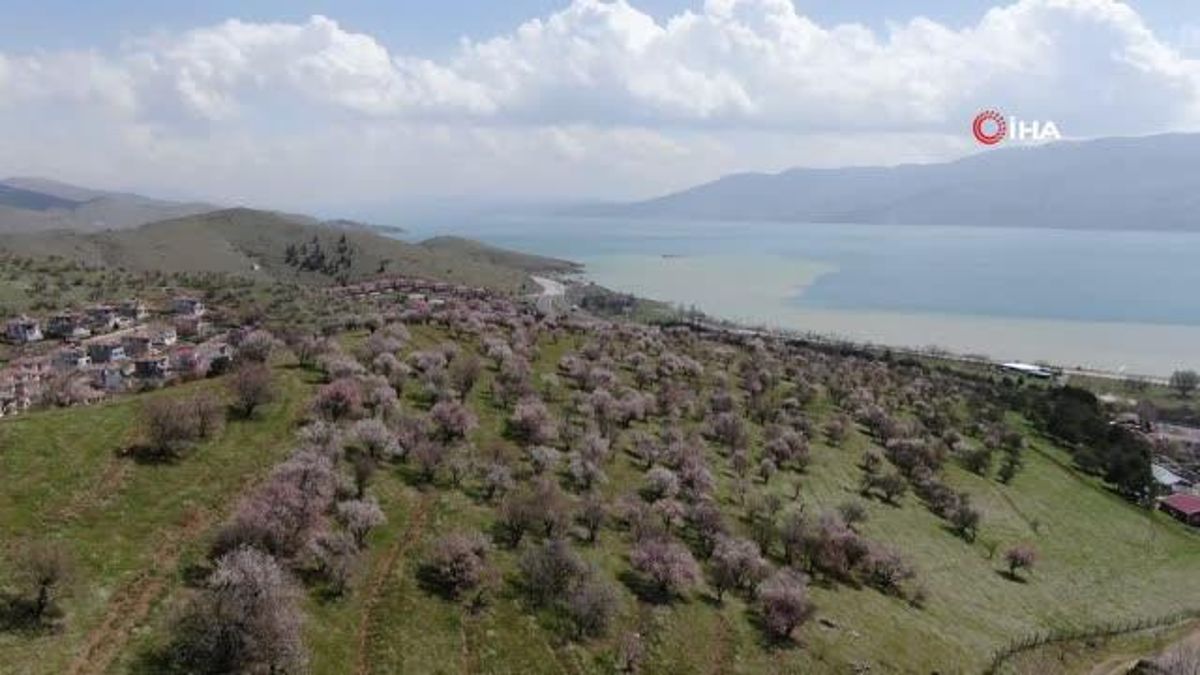 Hazar Gölü kıyısında badem ağaçları çiçek açtı, eşsiz görüntü bu türlü görüntülendi