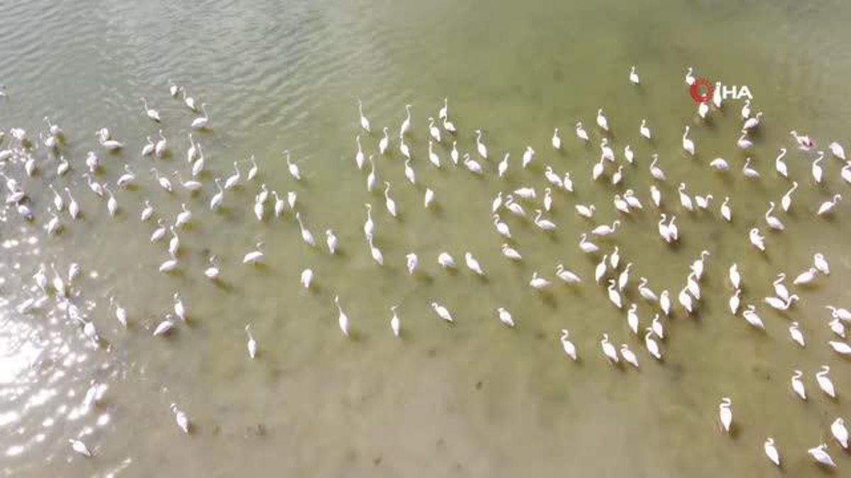 Konuk kuşların Yozgat'a göç seyahati başladı