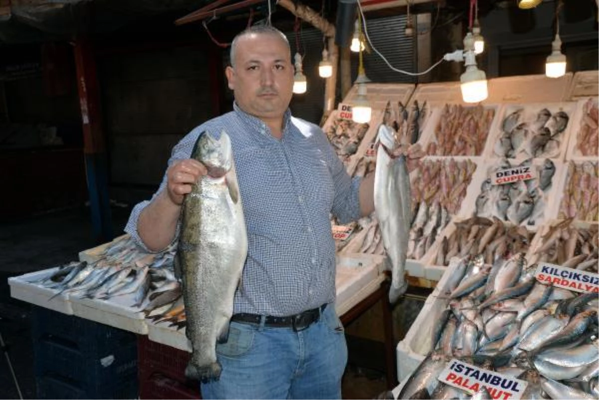 Mersin'de av yasağıyla günlük balık çeşidi 15'e düştü fakat fiyatlar artmadı