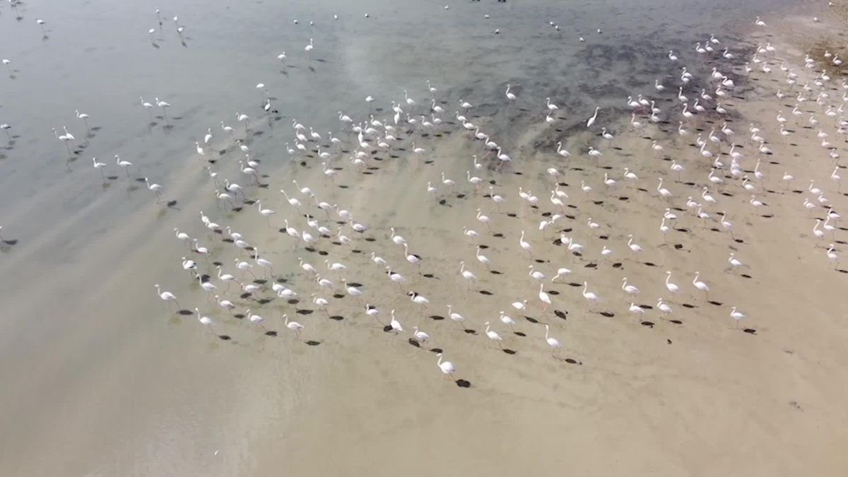Yozgat'ın Kuş Cenneti Gelingüllü Barajı, Flamingolar Başta Olmak Üzere Göçmen Kuşlarla Doldu