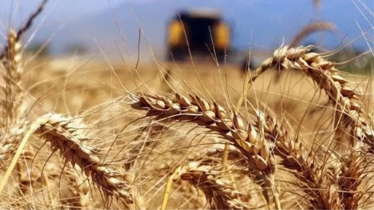 1 Mayıs'tan itibaren geçerli olacak! Buğday, arpa ve mısır ithalatında gümrük vergisi yüzde 130'a yükseltildi