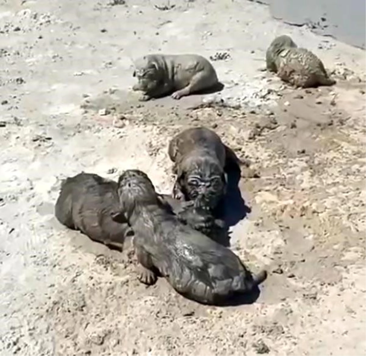 Antalya'da üzerlerine beton ve çimento suyu dökülen yavru köpeklerinden 3'ü öldü