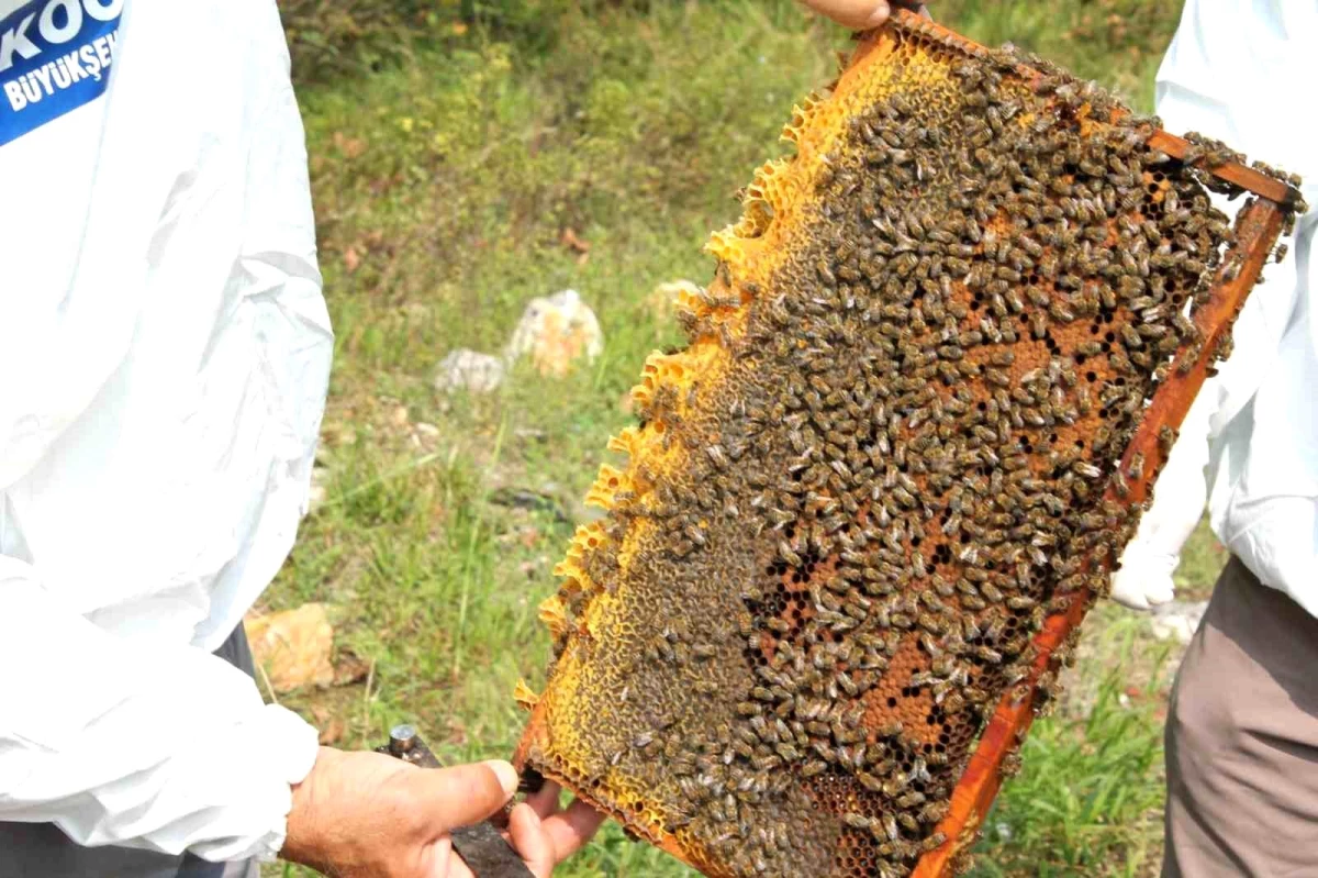 Arıcılara 55 ton arı yemi takviyesi