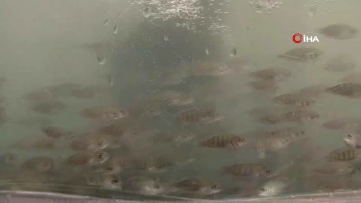 Binlerce yavru balık İzmit Körfezi'ne salındı