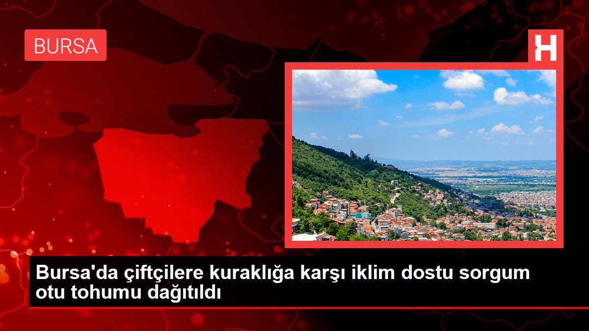 Bursa'da çiftçilere kuraklığa karşı iklim dostu sorgum otu tohumu dağıtıldı