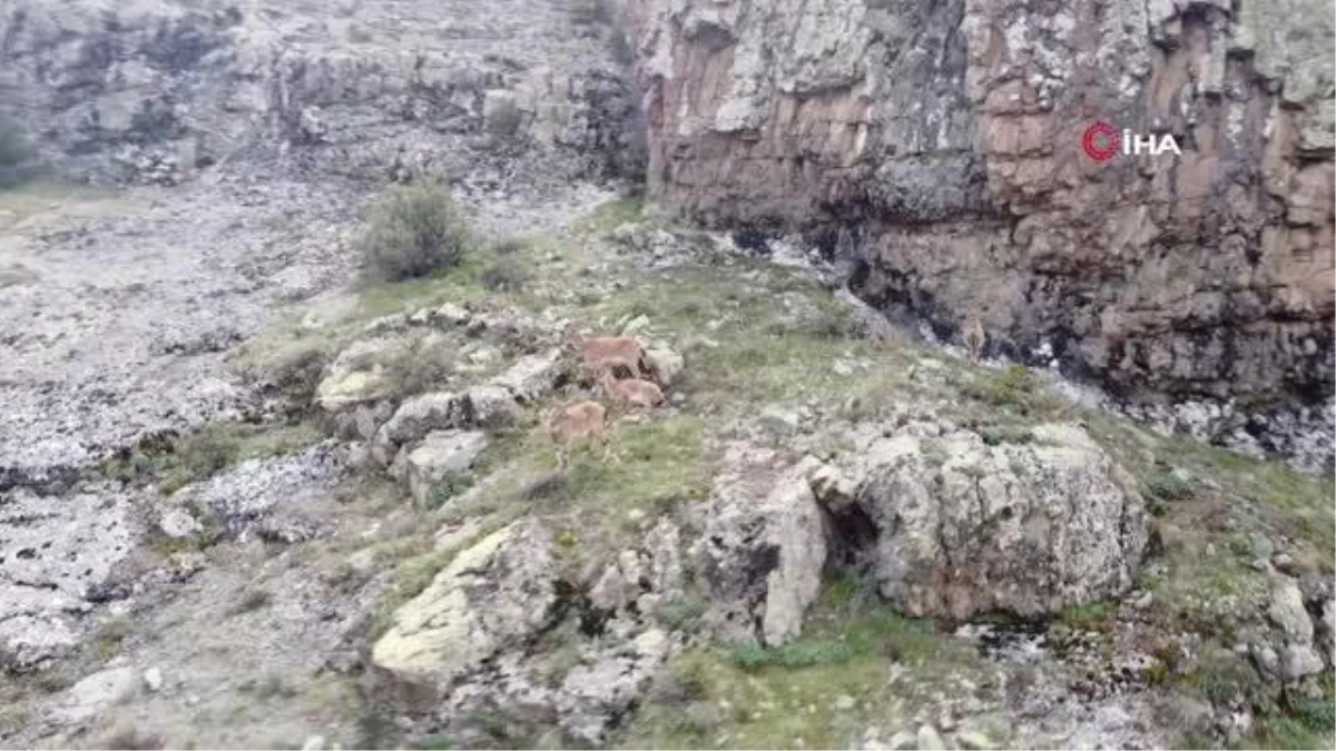 Dağların süsü yaban keçileri Gümüşhane'de bu türlü görüntülendi