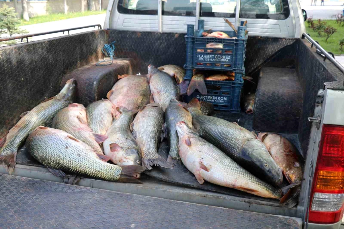 Elazığ'da kaçak avlanan 2,5 ton balık ele geçirildi