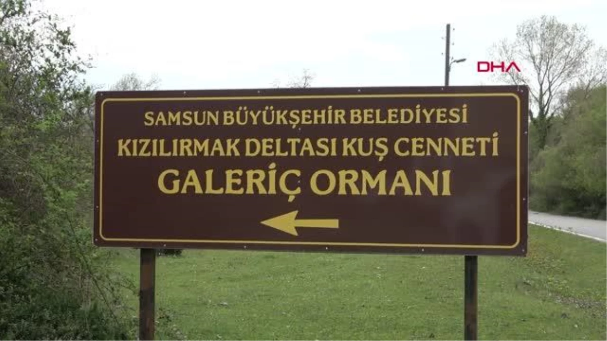 GALERİÇ SUBASAR ORMANLARI SAMSUN'UN TABİAT MÜKEMMELİ