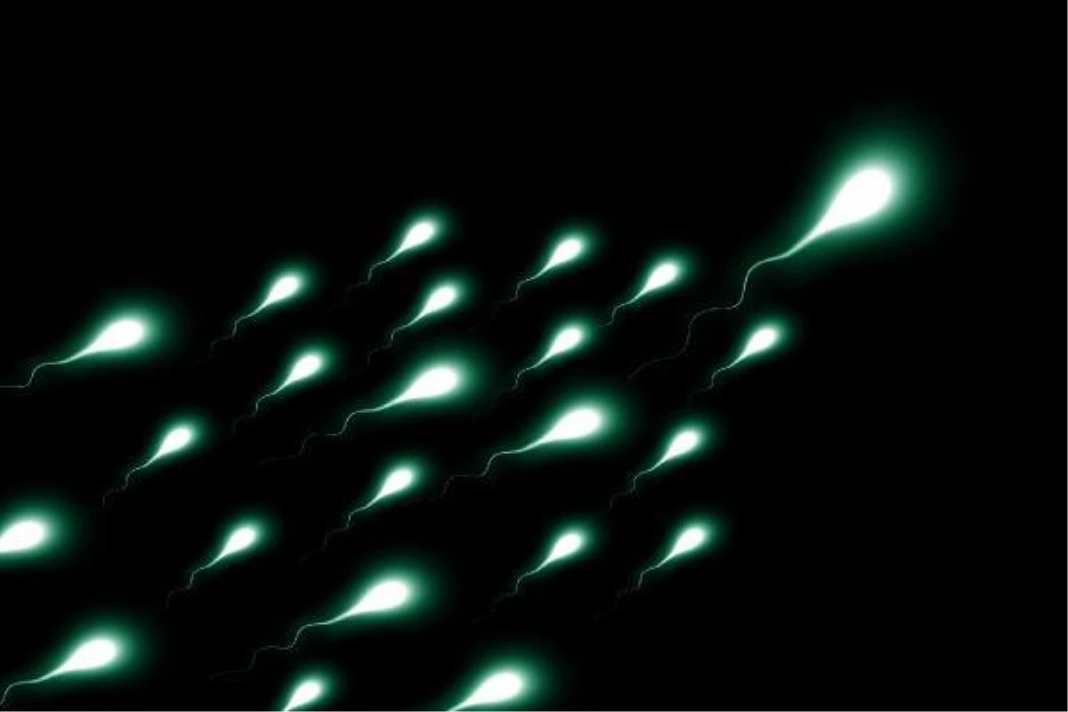 Hollanda'da Sperm Bağışı Yapan Adamın Yasaklanması