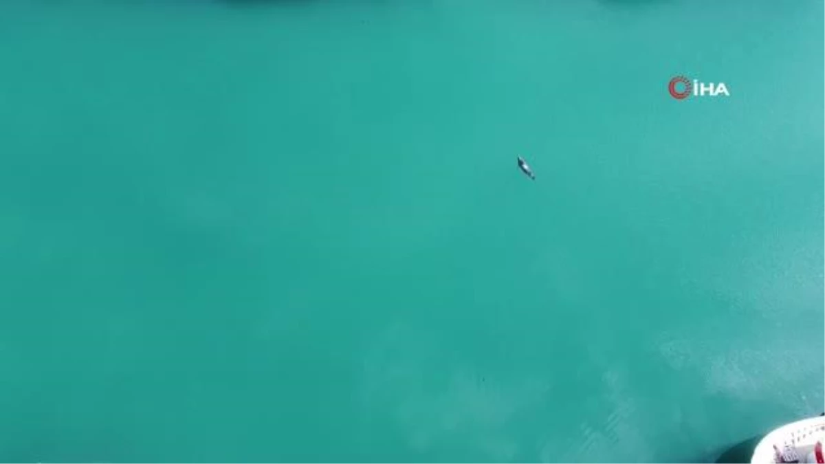 Kuşağı tükenme tehlikesi altında olan Akdeniz foku bu türlü görüntülendi
