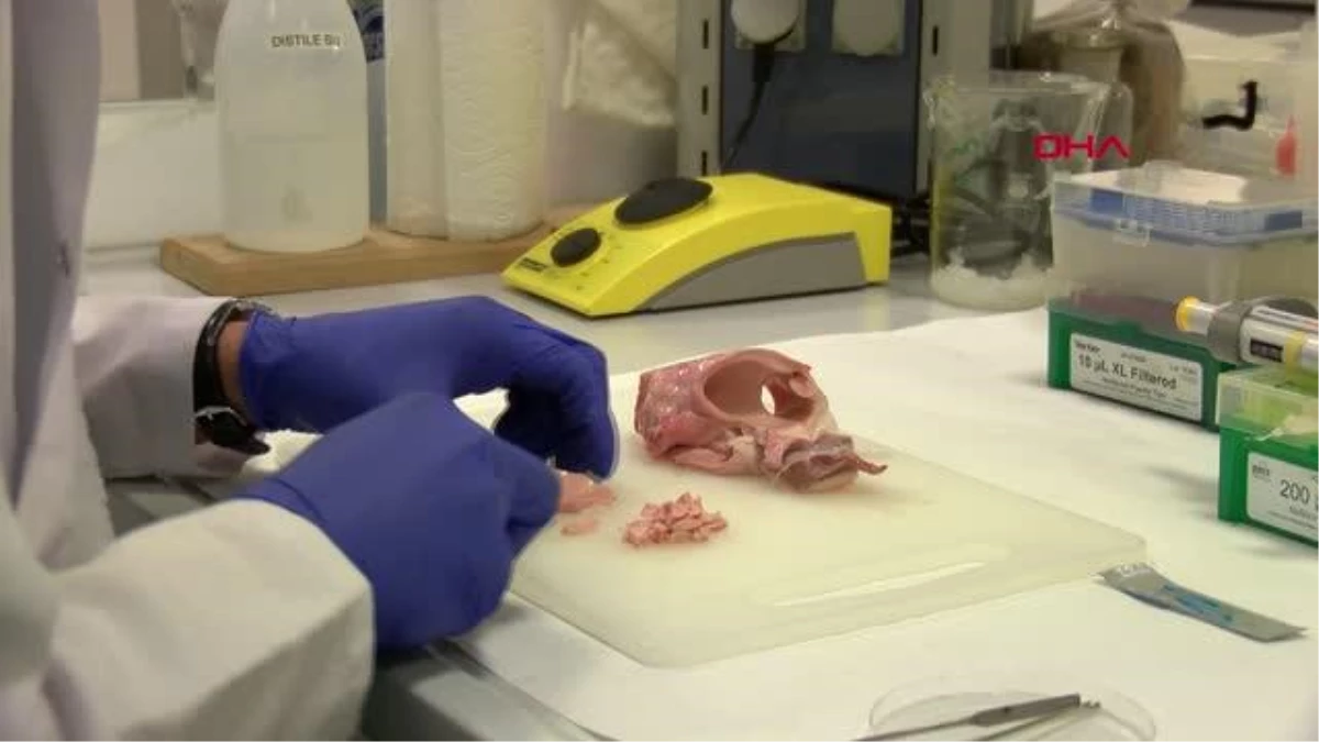 Sığır aort damarından 3D yazıcıyla doğal insan aort damarı
