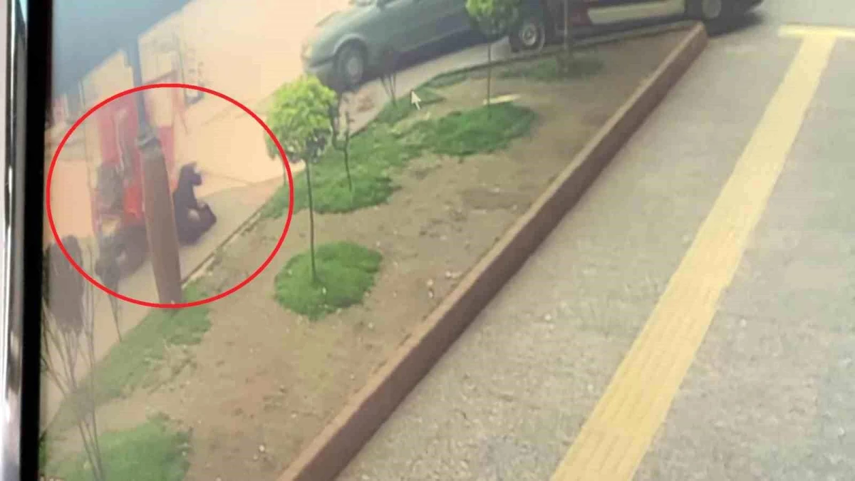 Sinop'ta akülü motosikletin çarptığı yaya yaralandı
