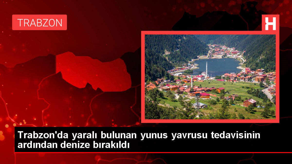 Trabzon'da yaralı bulunan yunus yavrusu tedavisinin akabinde denize bırakıldı
