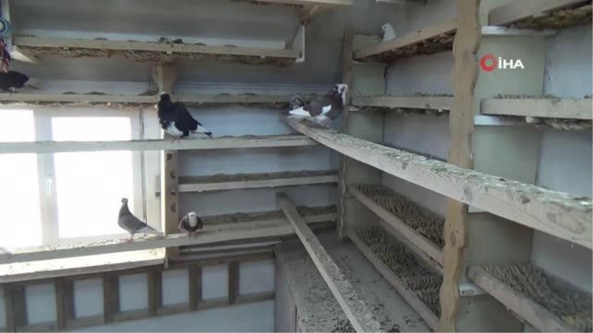 'Türk fısıldayıcısı' olarak kayıtlara geçen Bayburt güvercini ilgi görüyor