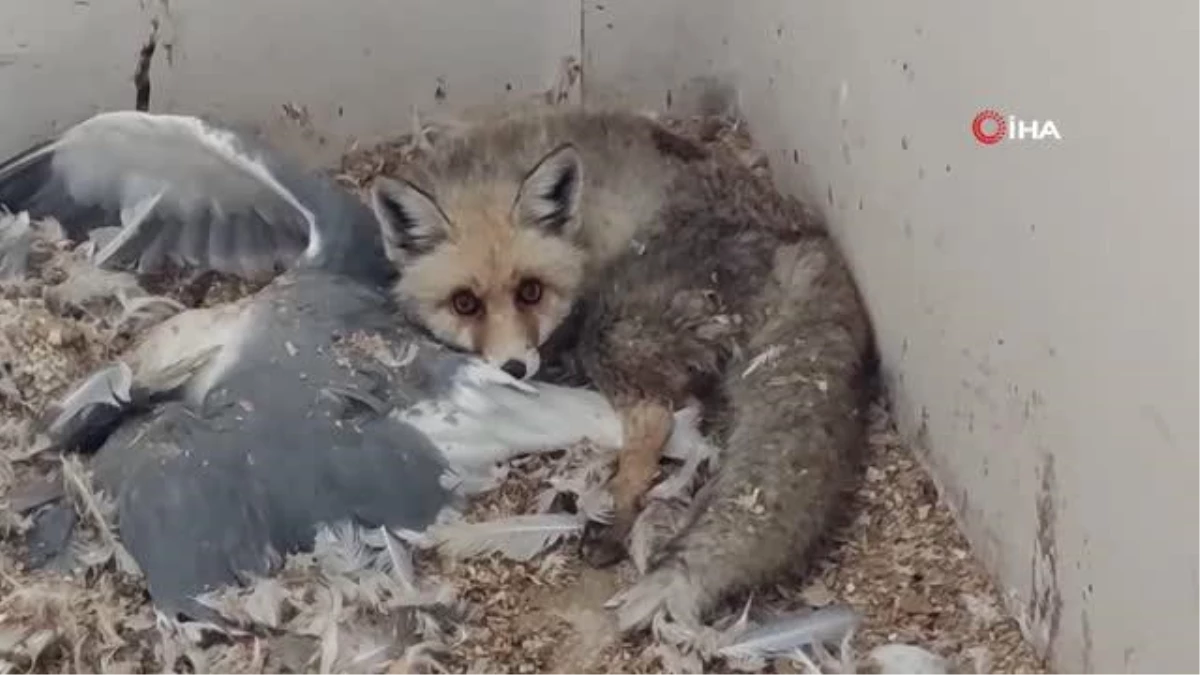 Yaralı yaban hayvanları Van'daki rehabilitasyon merkezinde güzelleştiriliyor