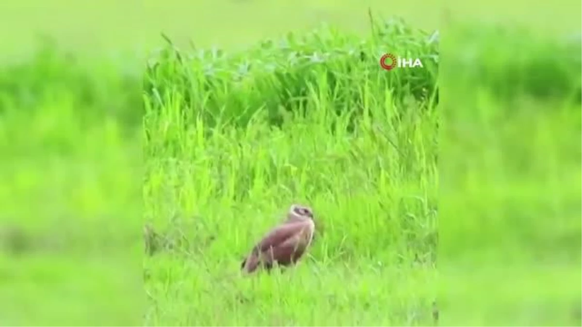 Bingöl kırsalında Gökçe Tuygun kuşu görüntülendi