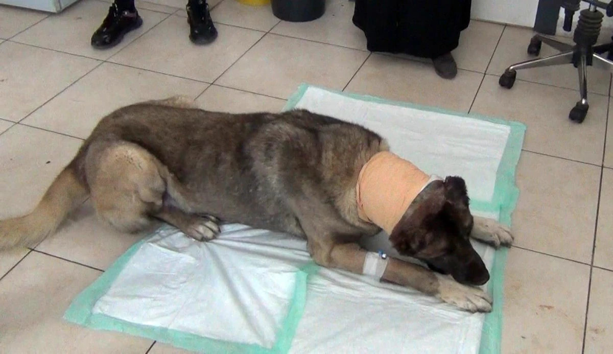Yılan sokması sonucu başında tümör oluşan köpek hayat uğraşı veriyor