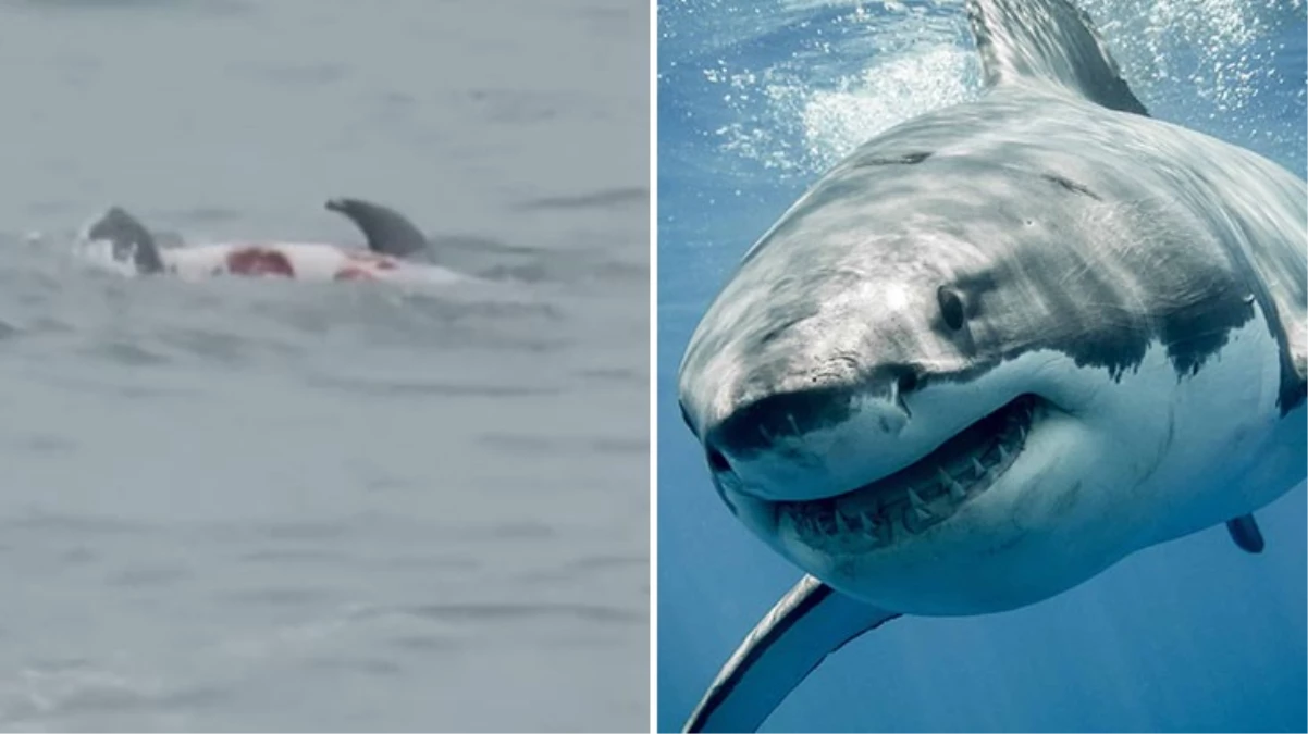 Köpekbalıkları yunusu parçaladı: Endişe veren anlar kameraya yansıdı