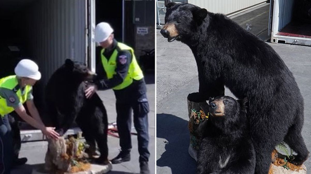 ABD'den gönderilen konteynerde doldurulmuş Amerikan kara ayıları ele geçirildi