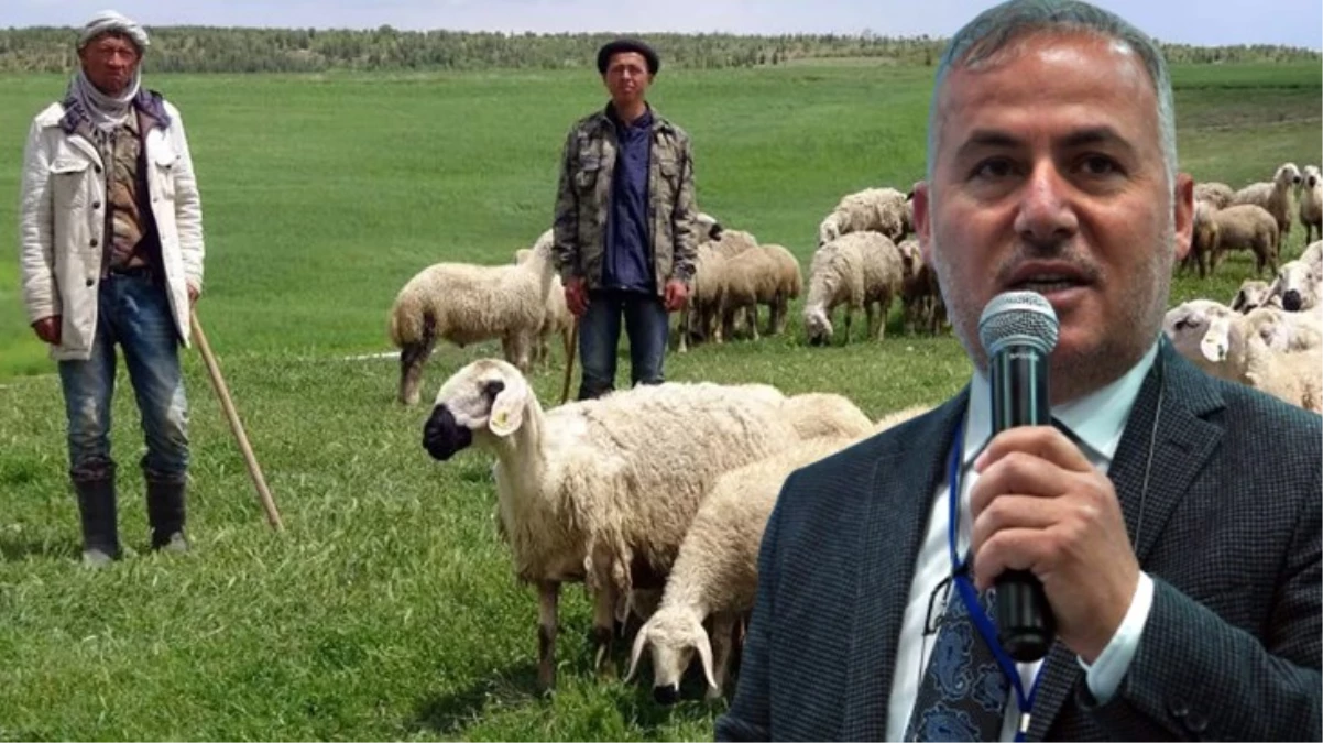 Ankara Damızlık Koyun Keçi Yetiştiricileri Birliği Lideri'nden hükümete davet: Mülteci çoban istiyoruz
