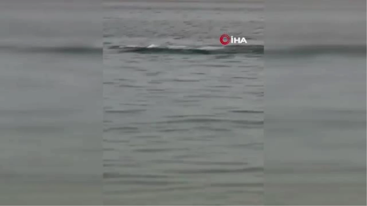 Köpekbalığı saldırısına uğrayan Rus turist öldü