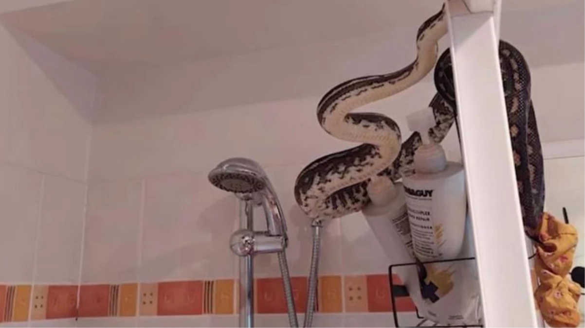 Tuvalete giren adam, duşa kabinin üzerindeki yılanı görünce aklından oluyordu