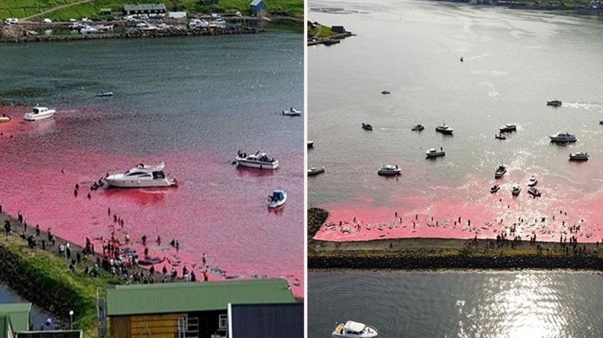 Yüzlerce balina öldürüldü! Faroe Adaları'ndaki kanlı avda denizin rengi kırmızıya döndü