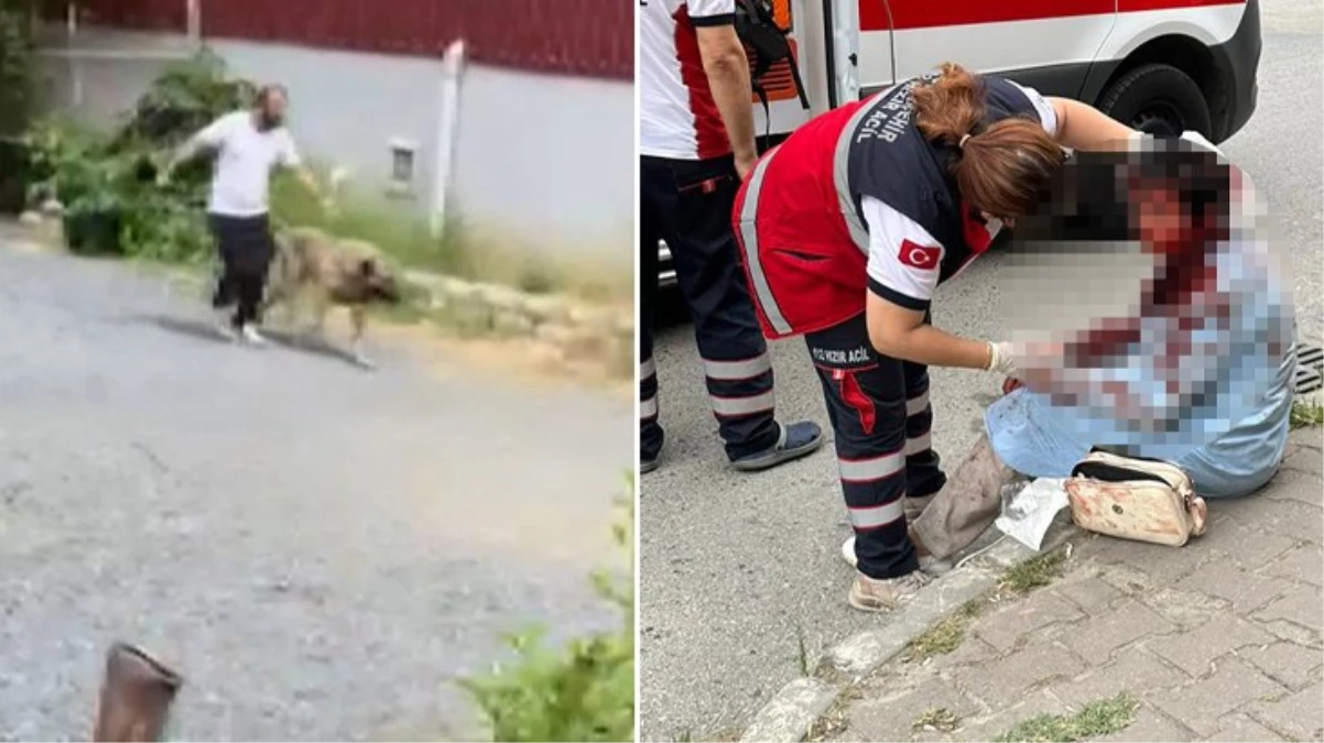 İstanbul'un göbeğinde saldırdığı bayanı ağır yaralamıştı! Kangal cinsi köpeğin sahibi tutuklandı