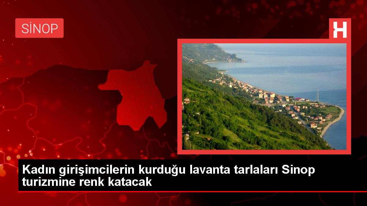 Sinop'ta Bayan Teşebbüsçüler Tarafından Lavanta Tarlası Kuruldu